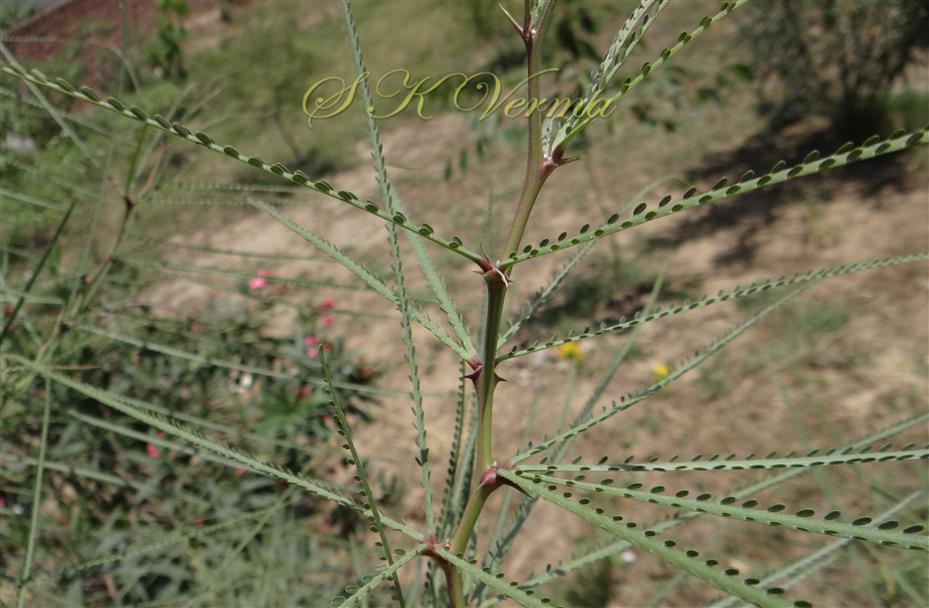  Leafy branch